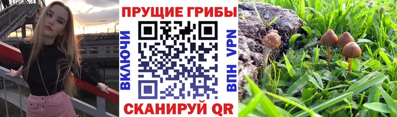 Галлюциногенные грибы Cubensis Грязовец
